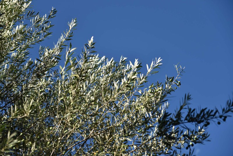 Olive tree branches against the blue sky