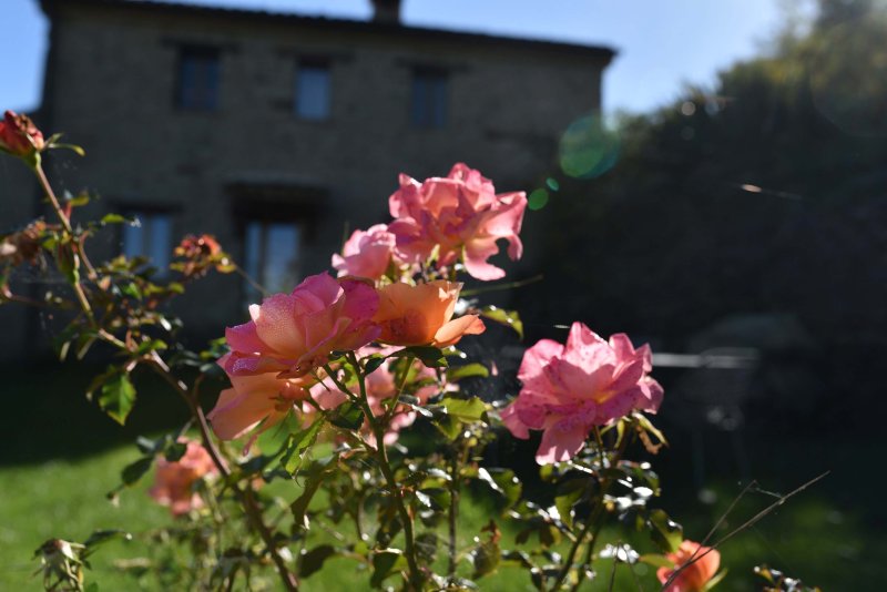 Rosa Rosen im Vordergrund, dahinter eine Wiese mit dem Refugium Veritas