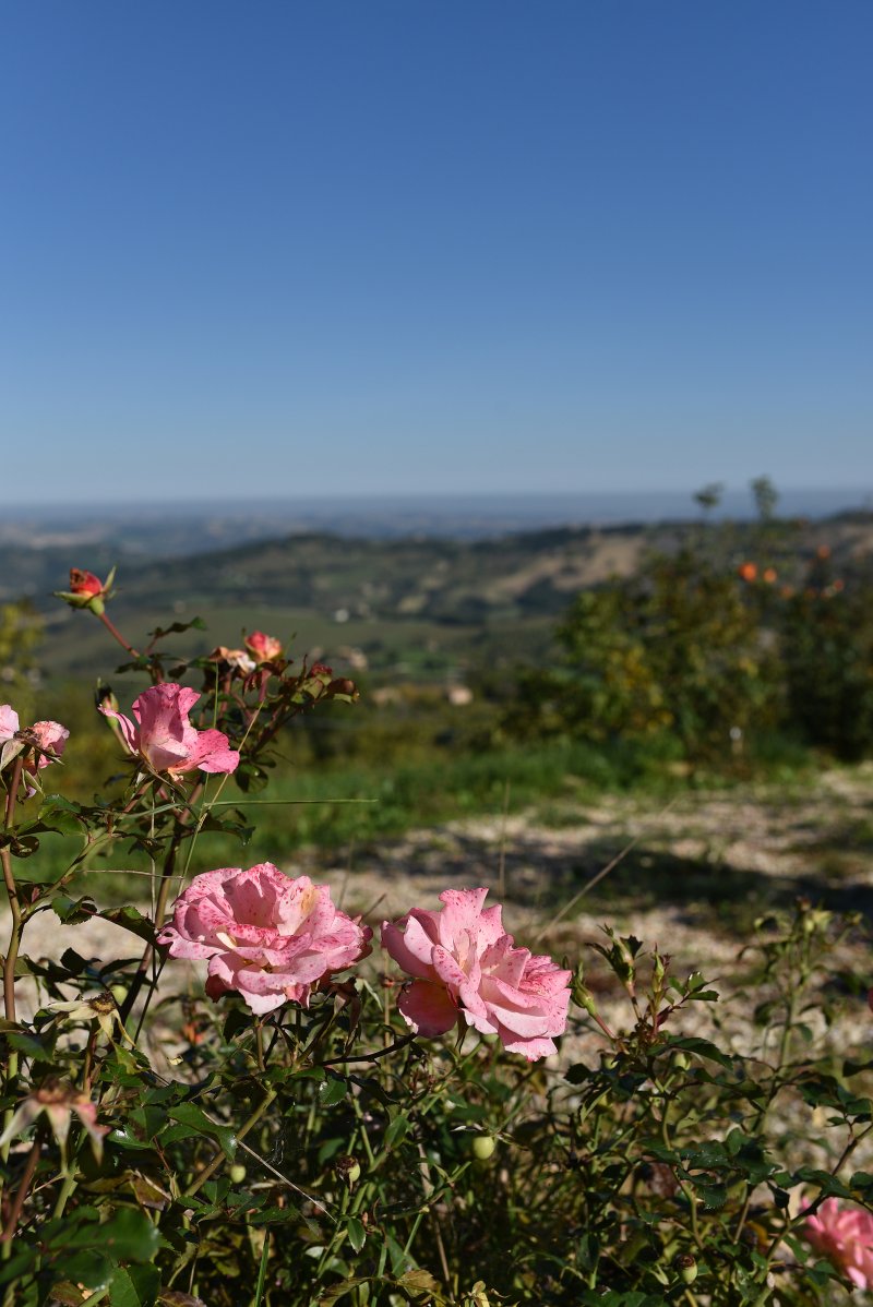 Pink roses in the foreground, behind them a rolling green landscape