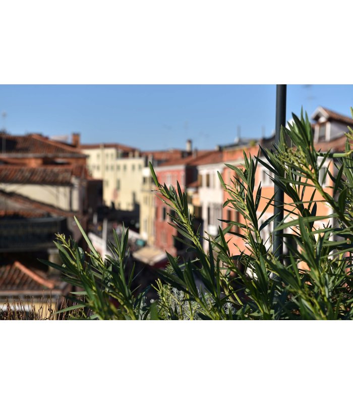 Vista dalla terrazza sulle case colorate e soleggiate di Venezia