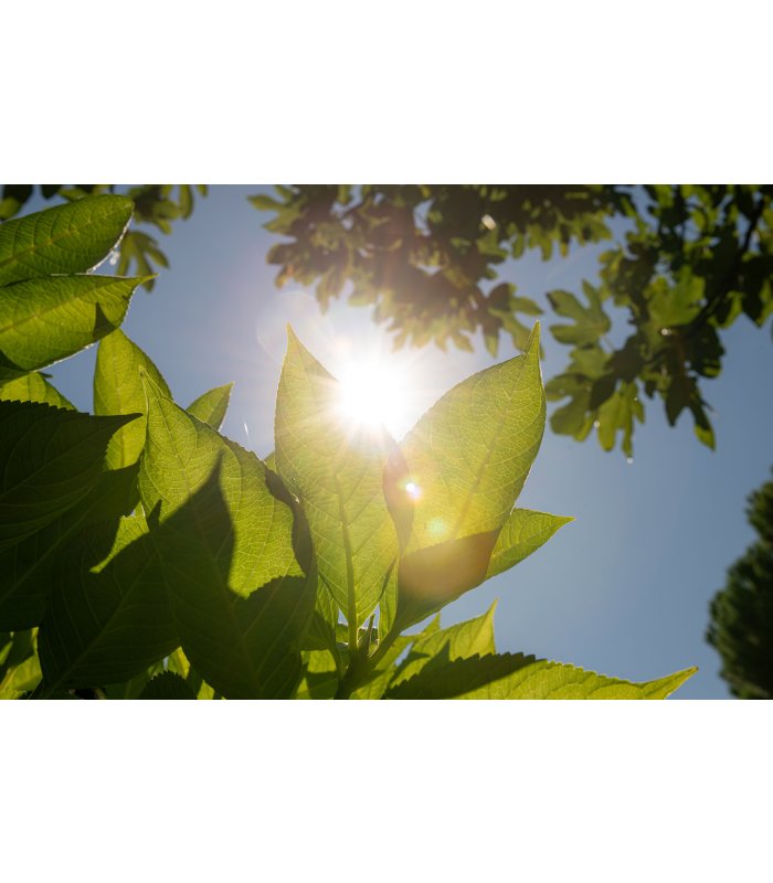 Sonne scheint durch Blätter und blauem Himmel .