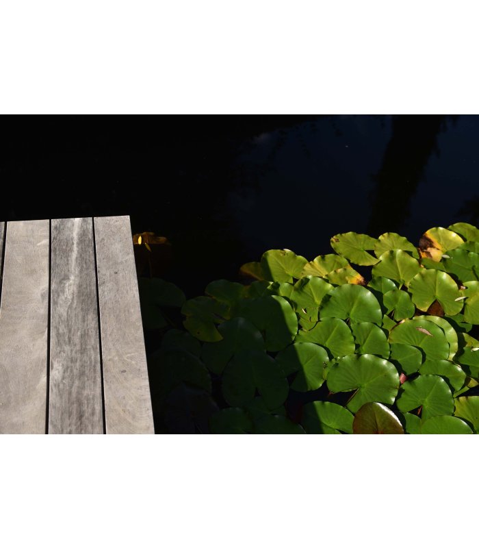 Seerosenblätter und ein Teil des Holzstegs im Gartenteich