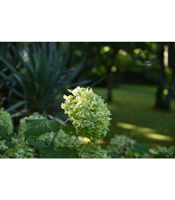 Blick auf den Garten mit saftig grünem Gras und üppigen Bäumen