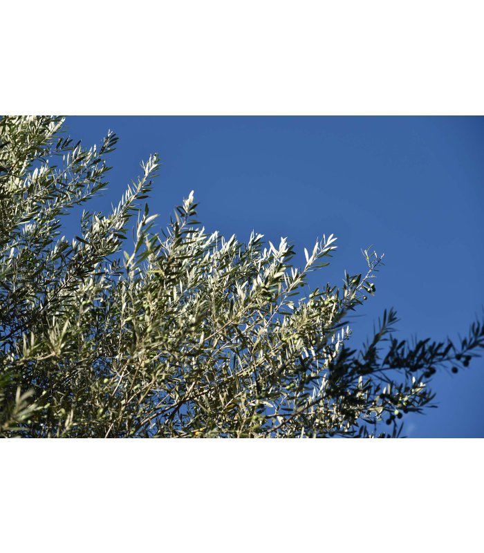 Olivenbaumzweige vor blauem Himmel