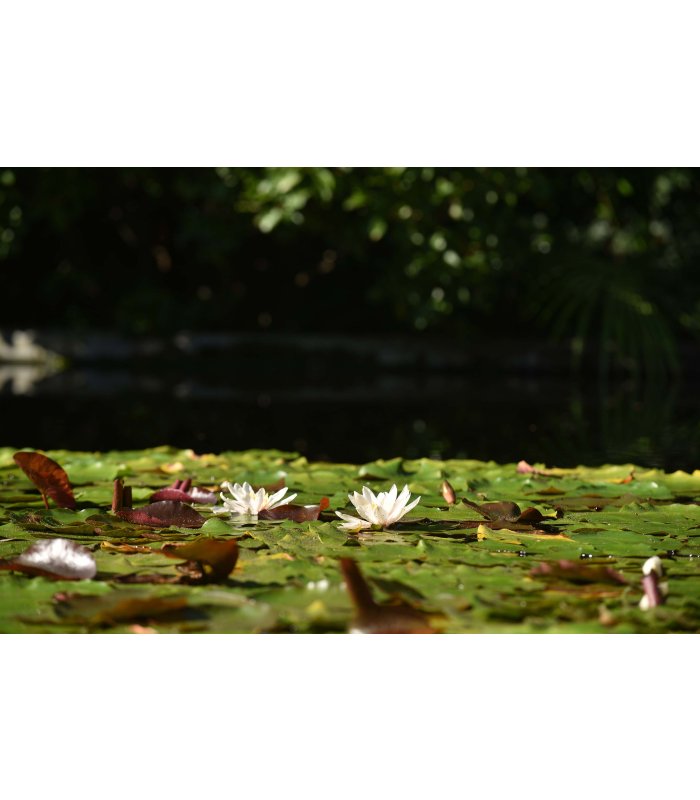Blick auf hellrosafarbene Seerosen im Gartenteich