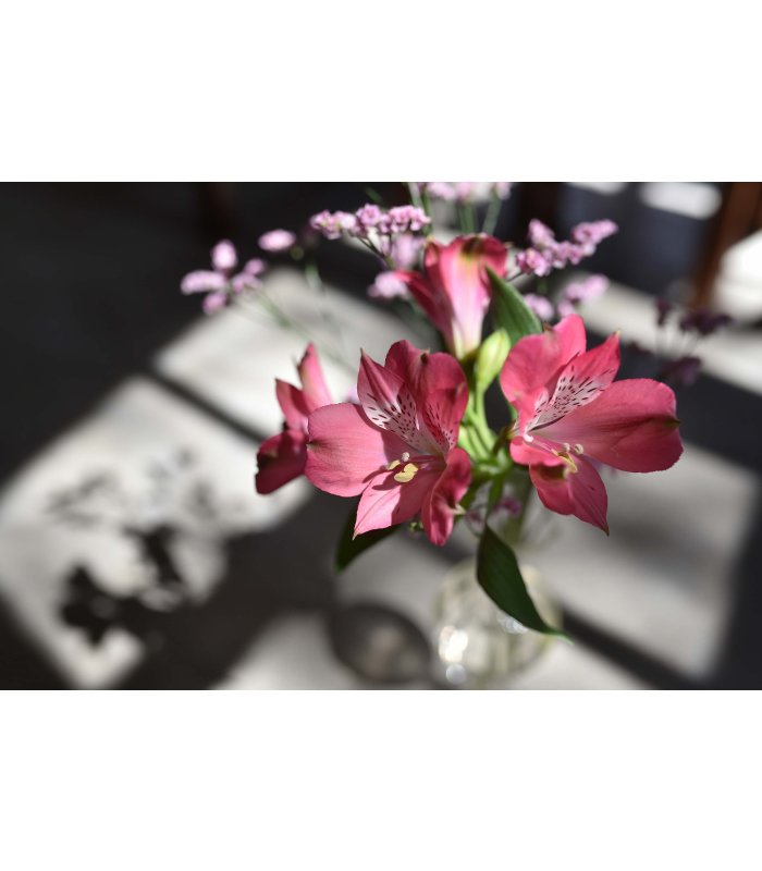 Rosafarbene Blumen in einer Glasvase im Sonnenlicht