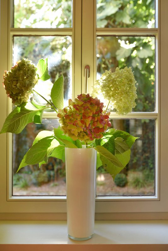 Blume in heller Vase auf dem Fensterbrett, von Sonnenlicht bestrahlt