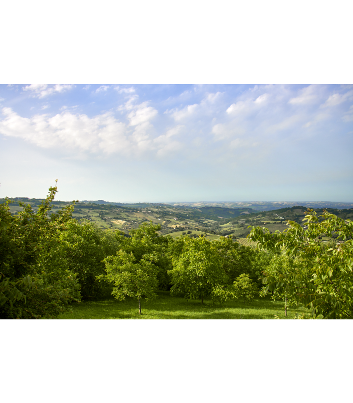 Weinreben und blauer Himmel in Italien