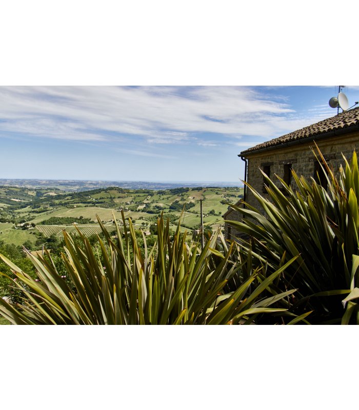 Green plant in the foreground with a view of a natural stone house and blue sky