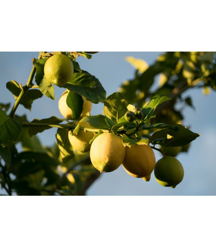 Zitronenbaum leuchtend in der Sonne