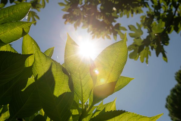 Sonne scheint durch Blätter und blauem Himmel .