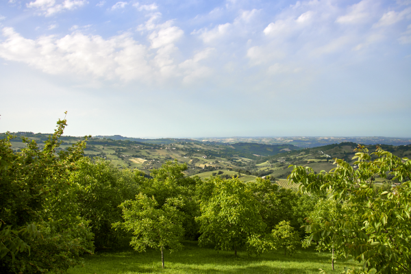 Weinreben und blauer Himmel in Italien
