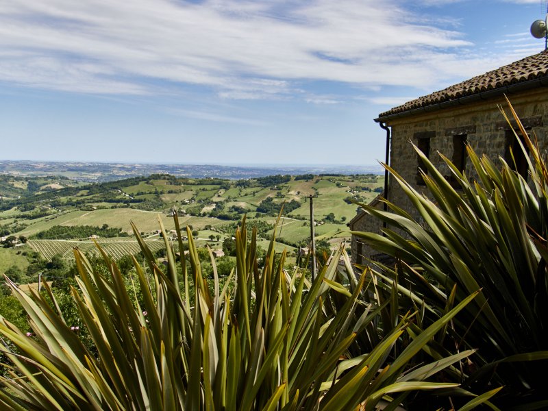 Pianta verde in primo piano con vista su una casa in pietra naturale e cielo azzurro